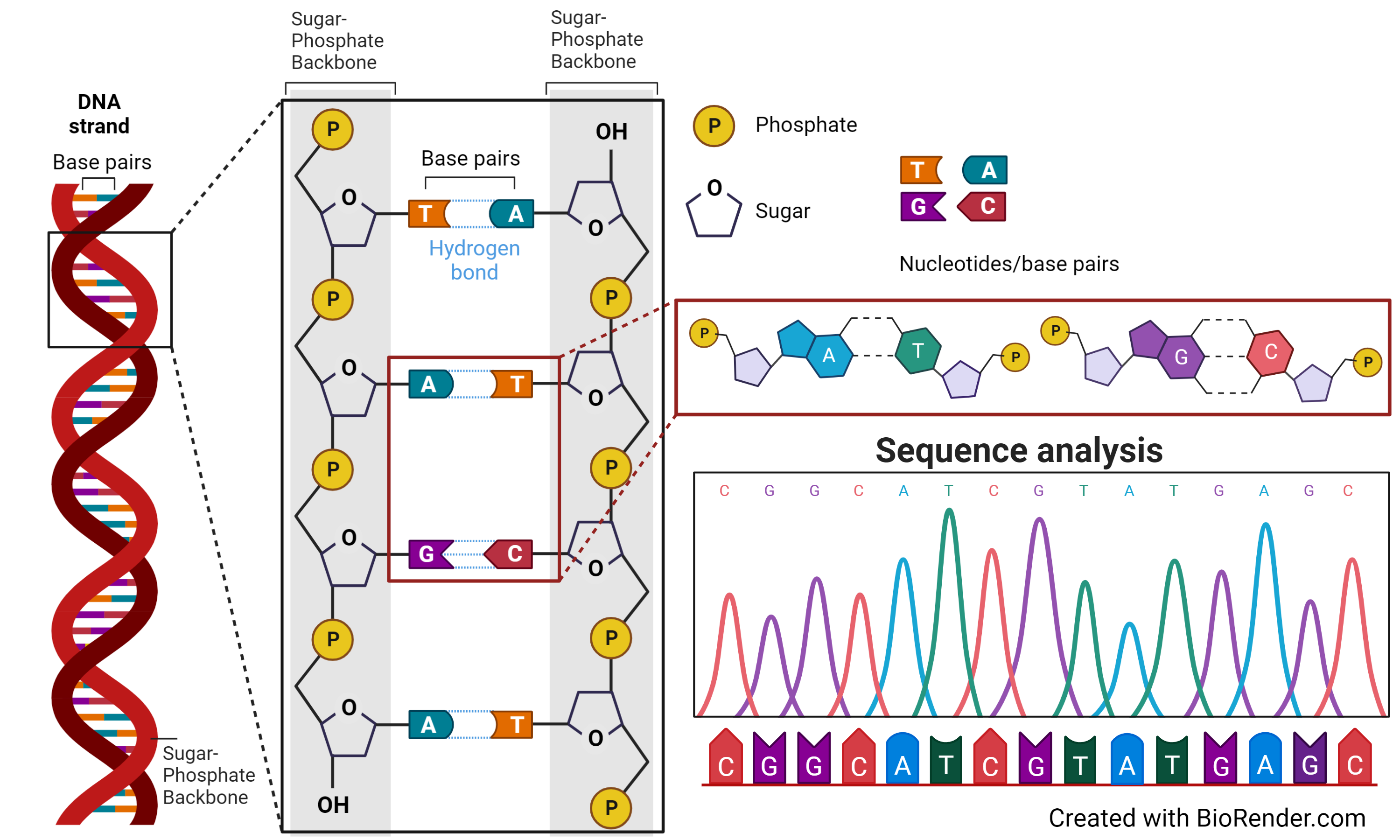 DNA En 1