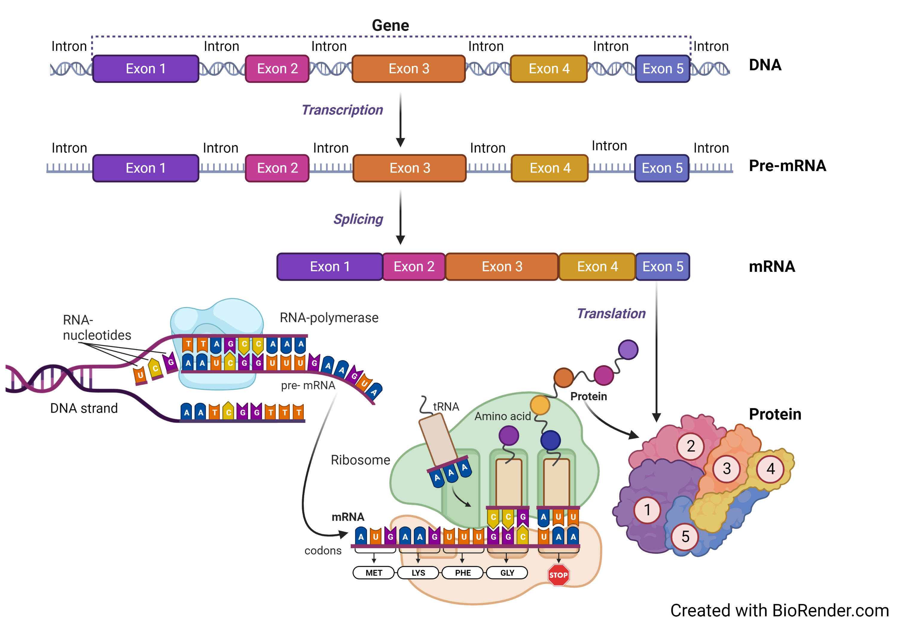 Gene to protein En