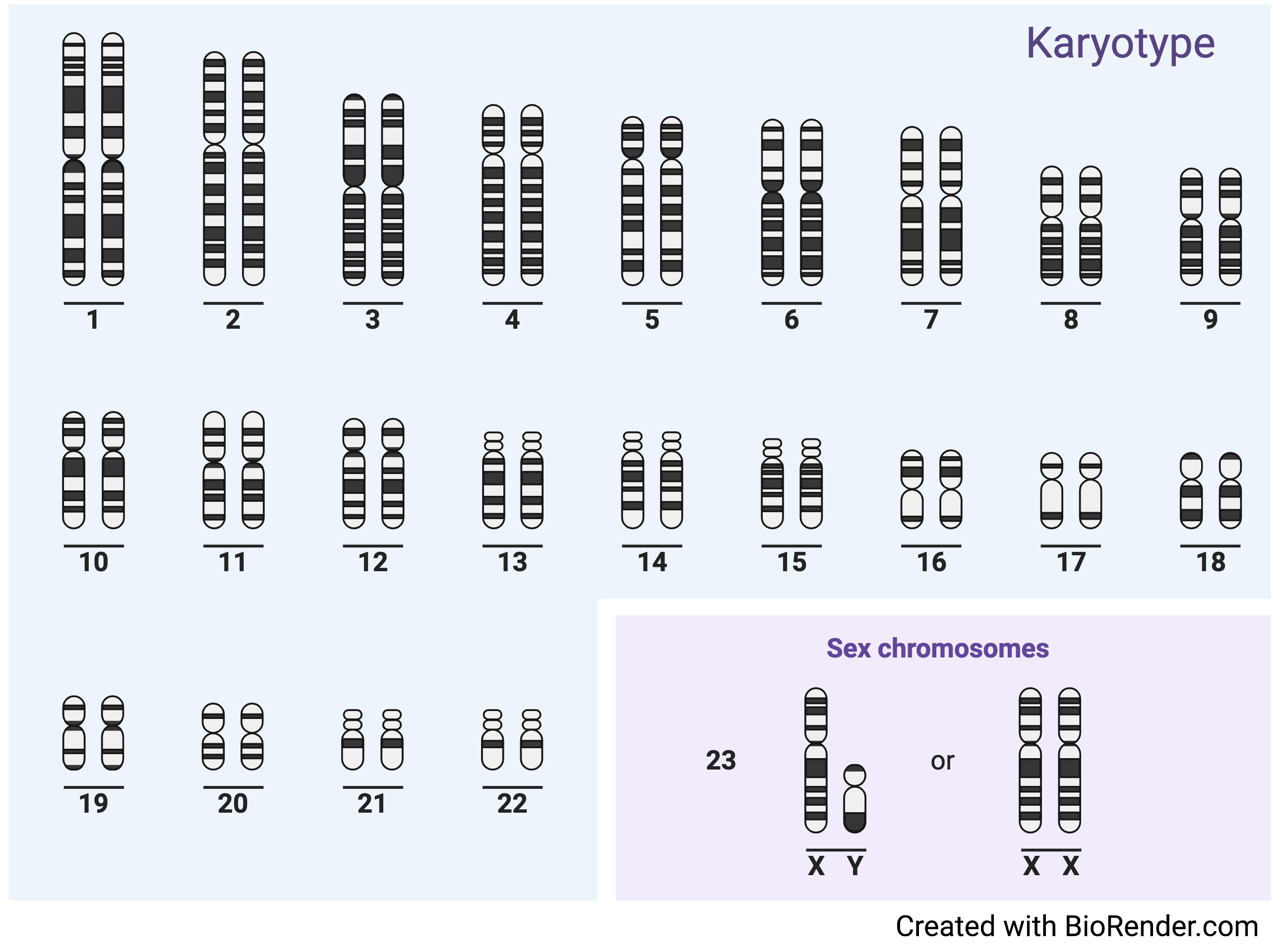 Karyotype En